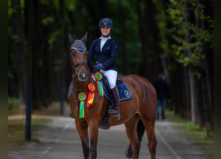Holsteiner, Wallach, 12 Jahre, 175 cm, Brauner