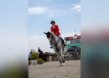 Holsteiner, Wallach, 13 Jahre, 165 cm, Schimmel