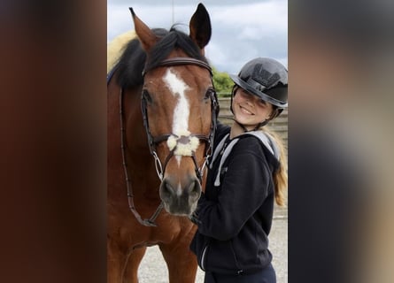 Holsteiner, Wallach, 13 Jahre, 172 cm, Brauner