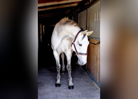 Holsteiner, Wallach, 13 Jahre, 173 cm, Schimmel
