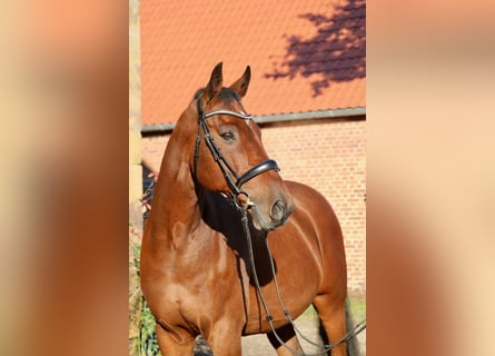 Holsteiner, Wallach, 14 Jahre, 167 cm, Brauner