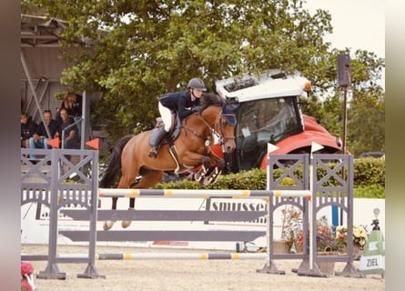 Holsteiner, Wallach, 14 Jahre, 168 cm, Brauner