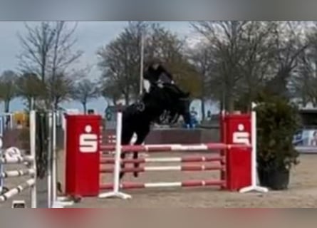 Holsteiner, Wallach, 14 Jahre, 170 cm, Rappe
