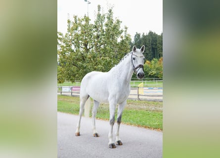 Holsteiner, Wallach, 14 Jahre, 172 cm, Fliegenschimmel