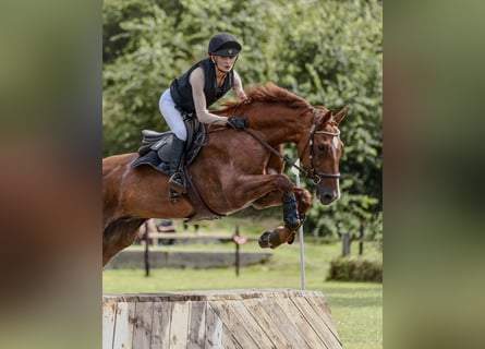 Holsteiner, Wallach, 14 Jahre, 173 cm, Fuchs