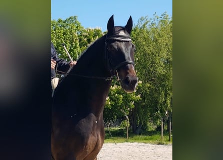 Holsteiner, Wallach, 14 Jahre, 174 cm, Dunkelbrauner