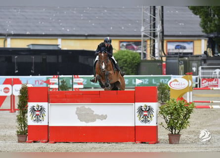 Holsteiner, Wallach, 14 Jahre, 178 cm, Rotbrauner