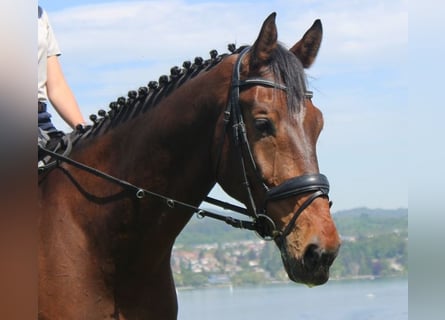 Holsteiner, Wallach, 14 Jahre, 183 cm, Brauner
