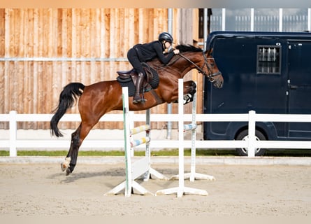 Holsteiner, Wallach, 15 Jahre, 166 cm, Brauner