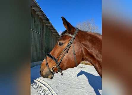 Holsteiner, Wallach, 16 Jahre, 172 cm, Brauner