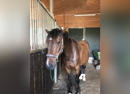 Holsteiner, Wallach, 17 Jahre, 165 cm, Brauner