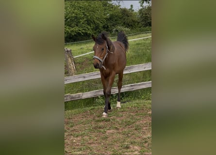 Holsteiner, Wallach, 1 Jahr