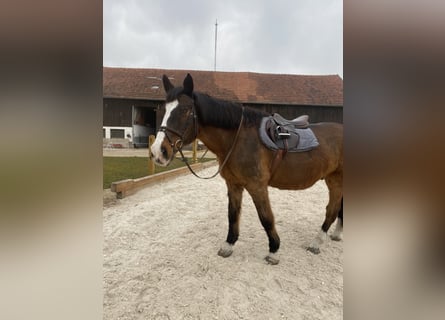Holsteiner, Wallach, 22 Jahre, 173 cm, Brauner
