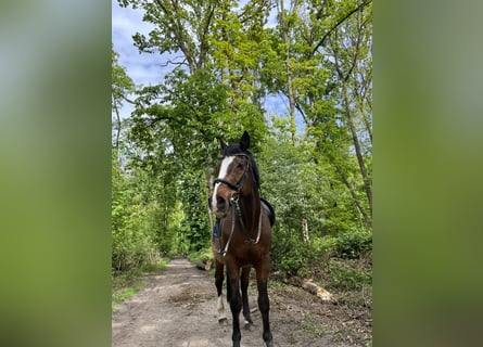 Holsteiner, Wallach, 25 Jahre, 168 cm, Dunkelbrauner