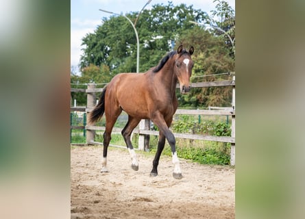 Holsteiner, Wallach, 2 Jahre, 163 cm, Brauner