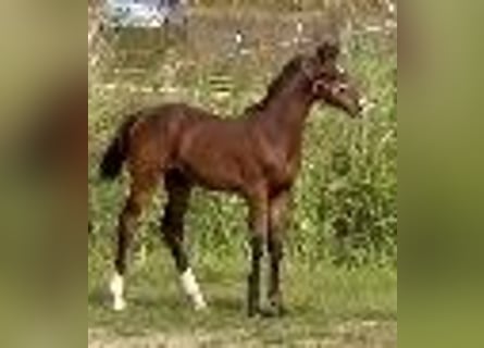 Holsteiner, Wallach, 2 Jahre, 169 cm, Brauner