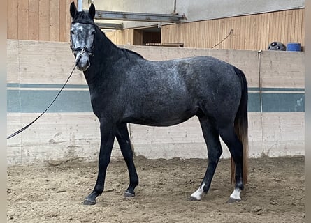 Holsteiner, Wallach, 3 Jahre, 162 cm, Schimmel Holsteiner, Wallach, 3 Jahre, 162 cm, Schimmel