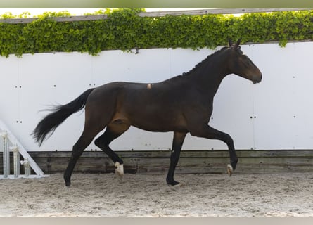 Holsteiner, Wallach, 3 Jahre, 164 cm, Schwarzbrauner