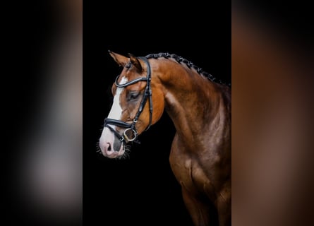 Holsteiner, Wallach, 3 Jahre, 164 cm