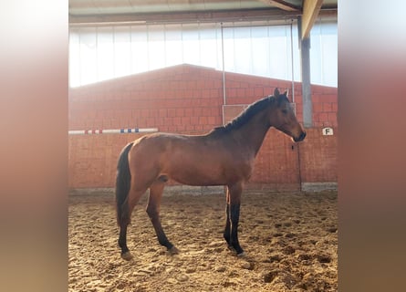 Holsteiner, Wallach, 3 Jahre, 165 cm, Brauner