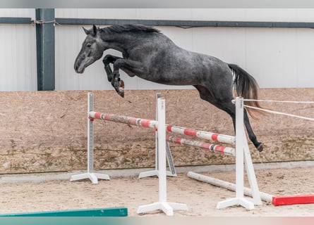 Holsteiner, Wallach, 3 Jahre, 167 cm, Schimmel