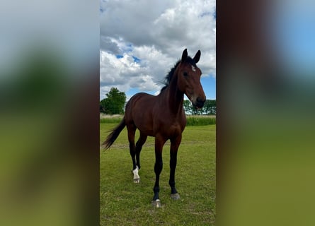 Holsteiner, Wallach, 3 Jahre, 168 cm, Brauner