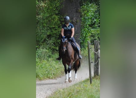 Holsteiner, Wallach, 3 Jahre, 168 cm, Dunkelbrauner