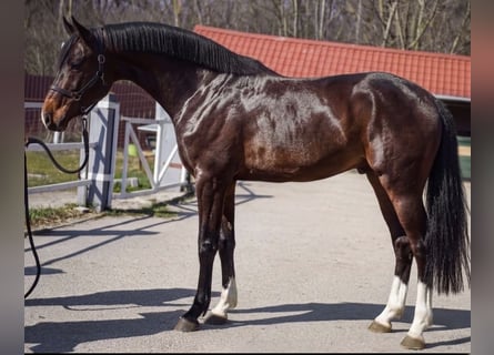 Holsteiner, Wallach, 3 Jahre, 170 cm, Brauner