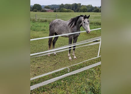 Holsteiner, Wallach, 3 Jahre, 170 cm, Schimmel