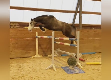 Holsteiner, Wallach, 3 Jahre, 170 cm, Schimmel