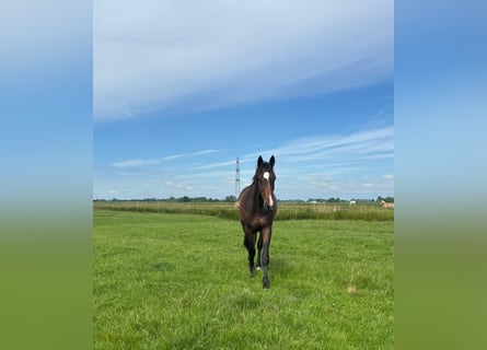 Holsteiner, Wallach, 3 Jahre, 170 cm