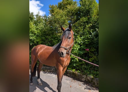 Holsteiner, Wallach, 3 Jahre, 173 cm, Brauner