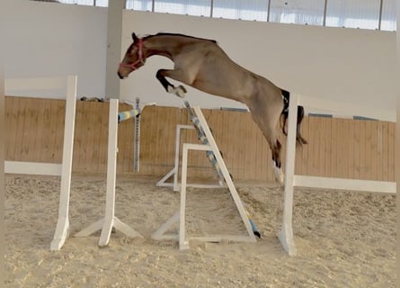 Holsteiner, Wallach, 3 Jahre, 174 cm, Rotbrauner