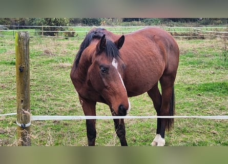 Holsteiner, Wallach, 3 Jahre, Brauner