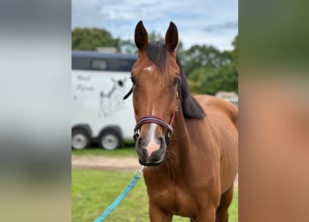 Holsteiner, Wallach, 3 Jahre, Brauner