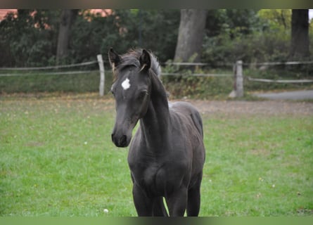 Holsteiner, Wallach, 3 Jahre, Rappe