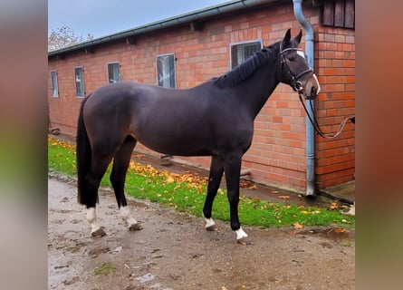 Holsteiner, Wallach, 4 Jahre, 163 cm, Dunkelbrauner