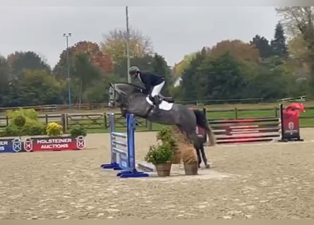 Holsteiner, Wallach, 4 Jahre, 163 cm, Schimmel Holsteiner, Wallach, 4 Jahre, 163 cm, Schimmel