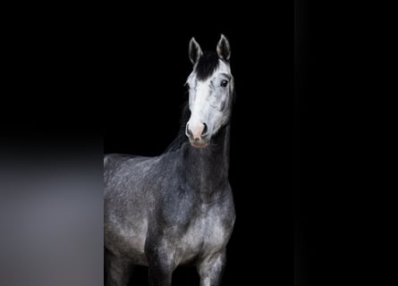 Holsteiner, Wallach, 4 Jahre, 163 cm, Schimmel