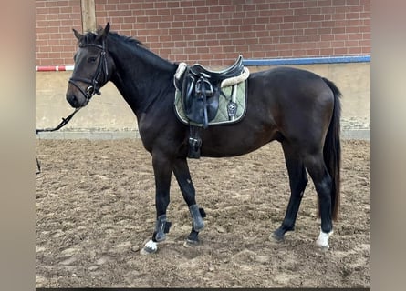 Holsteiner, Wallach, 4 Jahre, 165 cm, Dunkelbrauner