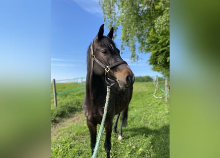 Holsteiner, Wallach, 4 Jahre, 165 cm, Dunkelbrauner