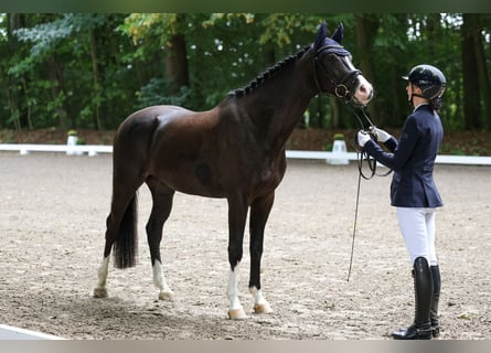 Holsteiner, Wallach, 4 Jahre, 165 cm, Schwarzbrauner