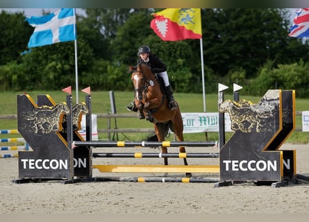 Holsteiner, Wallach, 4 Jahre, 167 cm, Brauner