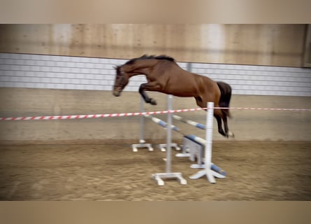 Holsteiner, Wallach, 4 Jahre, 167 cm, Brauner