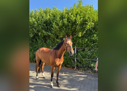 Holsteiner, Wallach, 4 Jahre, 168 cm, Brauner