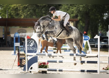 Holsteiner, Wallach, 4 Jahre, 168 cm, Schimmel