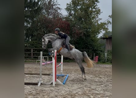 Holsteiner, Wallach, 4 Jahre, 169 cm, Schimmel