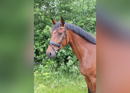 Holsteiner, Wallach, 4 Jahre, 170 cm, Brauner