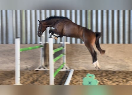 Holsteiner, Wallach, 4 Jahre, 170 cm, Brauner