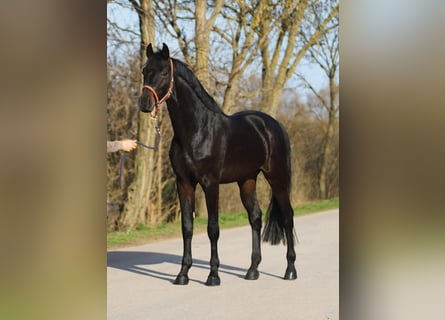 Holsteiner, Wallach, 4 Jahre, 170 cm, Dunkelbrauner